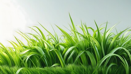 green grass on a white background