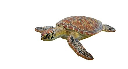 Sea Turtle Green Turtle Aquatic Wildlife Ocean Animal Isolated on White Background Close Up View