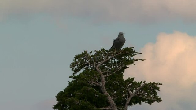 Clark's Nutcracker perched atop a pine tree at Crater Lake, Oregon, USA. Static view