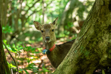 屋久島の西部林道のヤクシカ