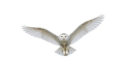 Obraz premium Majestic Snowy Owl in Flight Wings Spread Wide Isolated on White Background