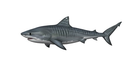 Fototapeta premium Powerful Tiger Shark Swimming Ocean Predator Marine Wildlife Aquatic Animal Illustration