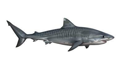 Obraz premium Powerful Tiger Shark Swimming Underwater Isolated on White Background Marine Life Ocean Predator