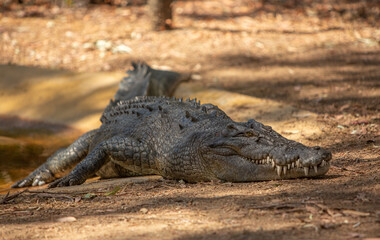 Obraz premium Saltwater Crocodile sunning itself on the bank of a river