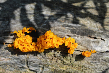 Orange jelly fungus on a log at Miami Woods in Morton Grove, Illinois