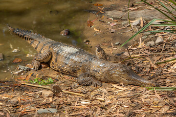 Australian Freshwater Crocodile sunning itself on the bank of a river