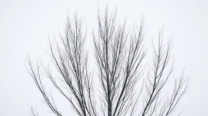 Obraz premium Bare tree branches against a cloudy sky. Winter landscape for design