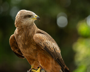 Portrait of a Black Kite bird with negative space background