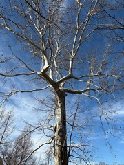 Tall tree in the park