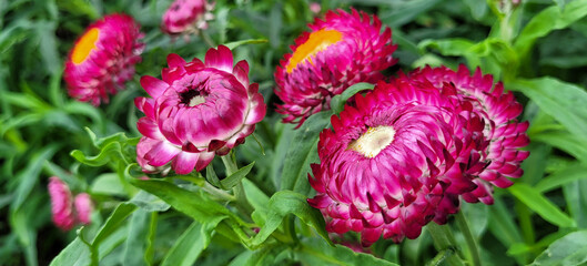 Straw flower or everlasting daisy