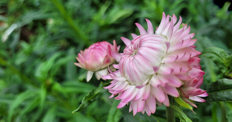 Straw flower or everlasting daisy