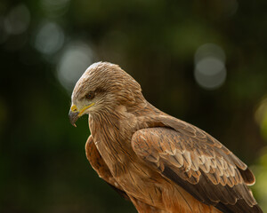 Portrait of a Black Kite bird with negative space background