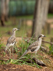 2 Australian Stone curlews standing near nest