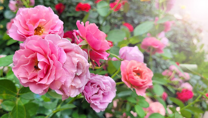 Beautiful roses