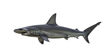 Fototapeta premium Powerful Great Hammerhead Shark Swimming Ocean Wildlife Marine Animal