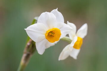 daffodil, narcissus