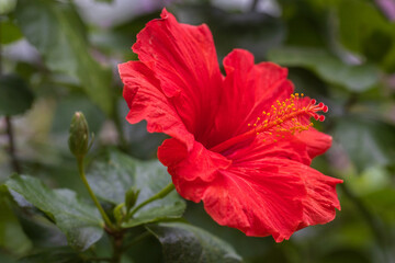 hibiscus