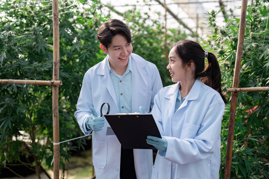 Collaborative research on cannabis cultivation and plant health in a greenhouse.