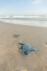 Blue Bottle Jellyfish washed up on an Australkian Beach with the surf in the background
