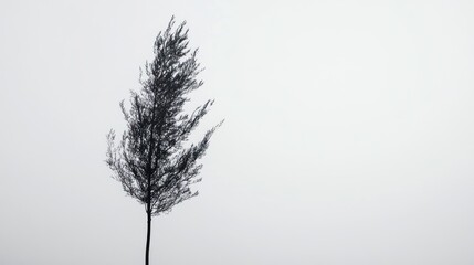Fototapeta premium Single pampas grass, windswept, minimalist, grey background, nature photography