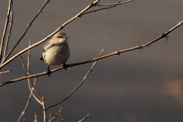 northern mockingbird