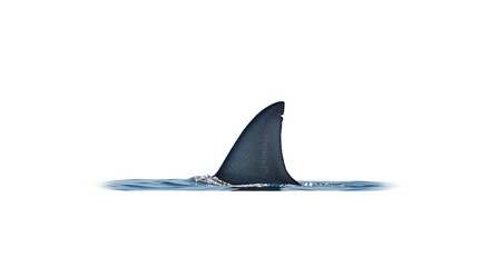 Fototapeta premium Shark Fin Emerging from Ocean Water Dramatic Wildlife Image