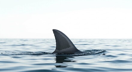 Fototapeta premium Shark Fin in Ocean Water Minimalist Wildlife Photography