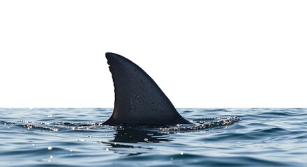 Fototapeta premium Oceanic Shark Fin Silhouette in Calm Water Dramatic Ocean Wildlife Image