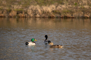 ducks on pond