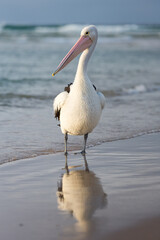 Australian Pelican standing on a beach at the waters edge with surf in the background