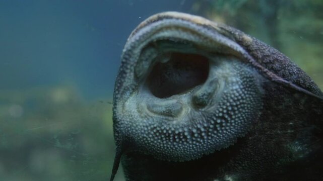 Pleco Mouth Sucking Fish Aquarium