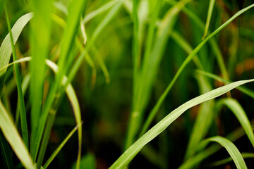 Environment, grass and growth in nature, countryside and sustainability of woods with plants and closeup. Outdoor, travel and fresh air in location with scenery, destination and peaceful in forest
