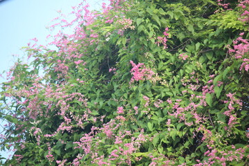 the many blooming bridal tears or antigonon flowers