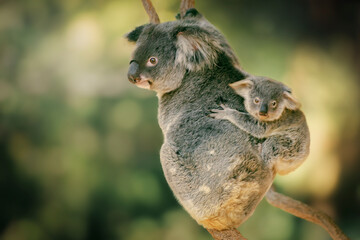 Cute Australian mother Koala with her joey in a tree resting during the day.