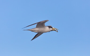 Crested Turn returning to nesting area from feeding grounds with a small bait fish in its beak.
