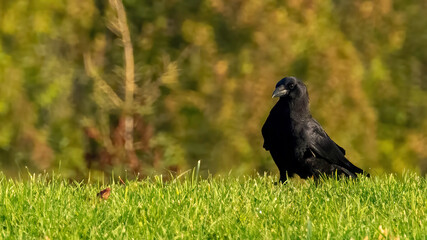 An American crow is resting on grasses.