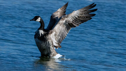 Canada goose spreading wings for bathing and relaxing.