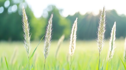 Fototapeta premium Sunset meadow grasses, summer field background, nature scene, website banner