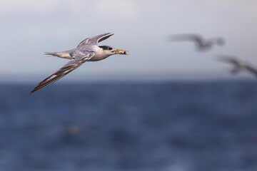 Obraz premium Crested Turn returning to nesting area from feeding grounds with a small bait fish in its beak.