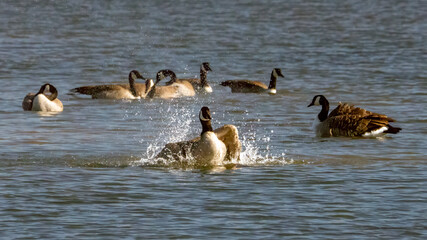 Canada goose taking a bath in the lake after a long migration trip.