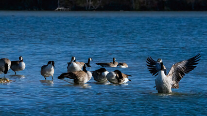 Canada goose spreading wings for bathing and relaxing.