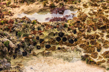 A rocky shoreline with a lot of moss and seaweed