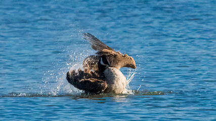 Fototapeta premium Canada goose taking a bath in the lake after a long migration trip.