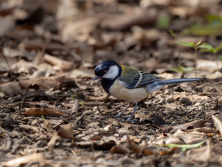 森の中で地面に降りて植物の種子を食べているシジュウカラ