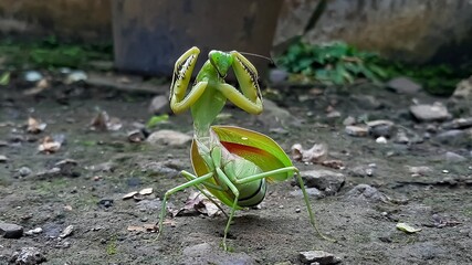 Mantis or Praying Mantis, Mantis Religiosa. The green praying mantis is in danger