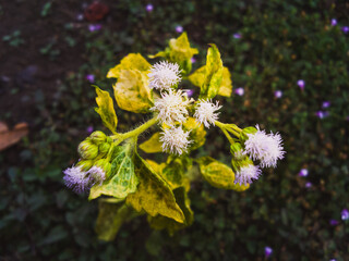 purple and yellow flowers