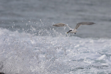 Common Tern in flight with a crab in its beak with the surf splashing in the background