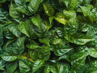 green leaves background