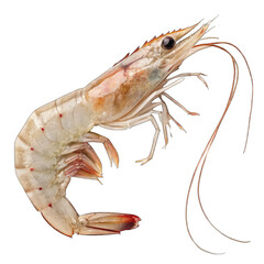 shrimp isolated on white