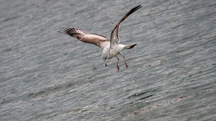 Seagulls swoop down from the air to catch prey in the water